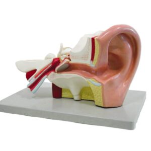 HUMAN EAR, 5 TIMES FULL SIZE, 3 PART, GIANT
