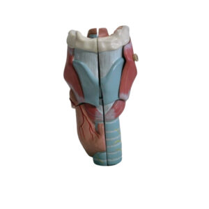 HUMAN LARYNX, 2 PART