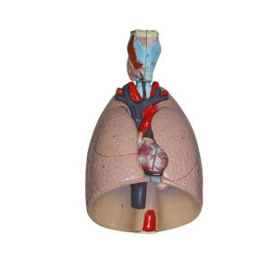 HUMAN LUNG MODEL WITH LARYNX, 7 PART