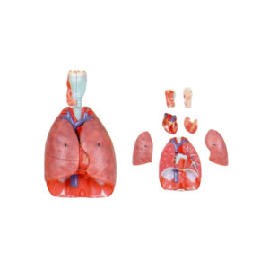 HUMAN HEART, LUNGS AND LARYNX MODEL