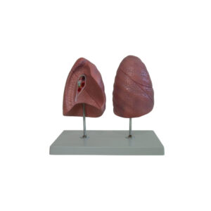 HUMAN LUNGS RIGHT