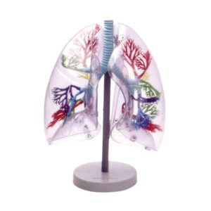 HUMAN LUNGS SHOWING BRONCHIAL TREE