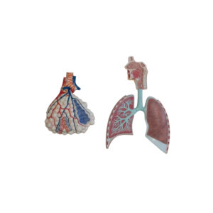 HUMAN RESPIRATORY SYSTEM WITH MAGNIFIED ALVEOLUS
