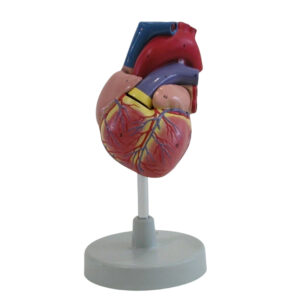 HUMAN HEART, CLASSIC, 2 PART