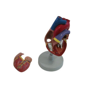 HUMAN HEART MODEL, 2 PART