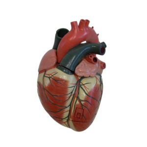 HUMAN HEART MODEL, 3 PARTS