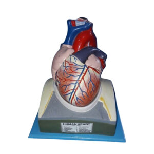 HUMAN HEART ON DIAPHRAGM, 3 TIMES LIFE-SIZE, 10 PART