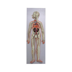 HUMAN CIRCULATORY SYSTEM