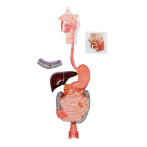 HUMAN DIGESTIVE SYSTEM, 3 PART