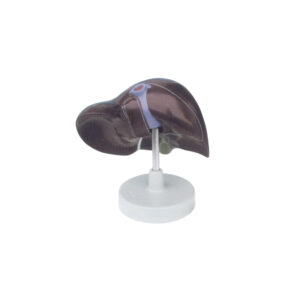 HUMAN LIVER WITH GALL BLADDER