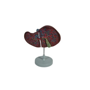 HUMAN LIVER WITH GALL BLADDER