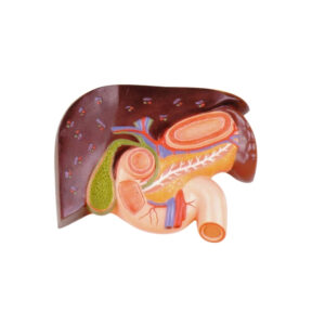 HUMAN LIVER WITH GALL BLADDER, PANCREAS AND DUODENUM