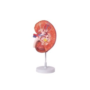 HUMAN KIDNEY SECTION, 3 TIMES FULL SIZE, BASIC