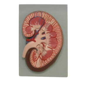 HUMAN KIDNEY SECTION, 3 TIMES FULL SIZE