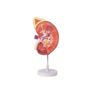 HUMAN KIDNEY WITH ADRENAL GLAND, 2 PART