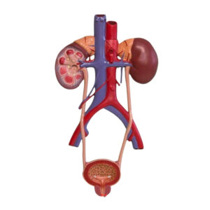 HUMAN URINARY SYSTEM