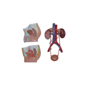 MEDIAN SECTION OF MALE AND FEMALE URINARY TRACTS