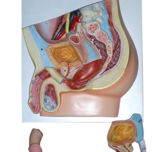 MALE PELVIS, MEDIAN SECTION, 2 PARTS