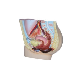 FEMALE PELVIS, MEDIAN SECTION, 2 PARTS