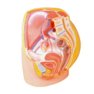 FEMALE PELVIS, 2 PART