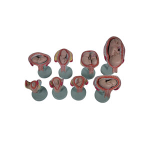 PREGNANCY SERIES