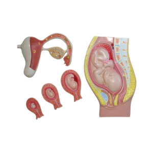 FETAL DEVELOPMENT SET