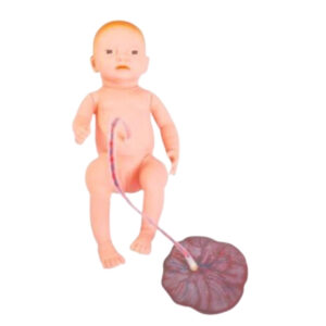 HUMAN FETAL CIRCULATION