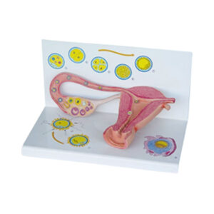STAGES OF FERTILISATION AND THE DEVELOPMENT OF THE EMBRYO