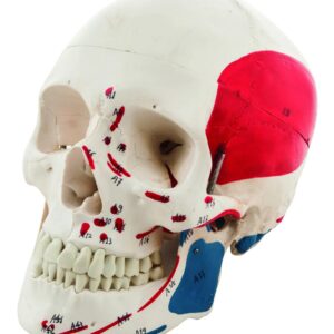SKULL, CLASSIC, PAINTED, 3 PART