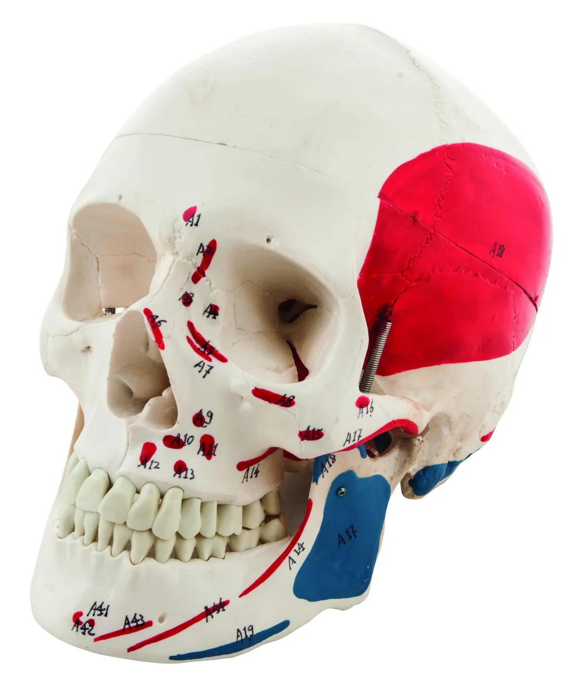 SKULL, CLASSIC, PAINTED, 3 PART