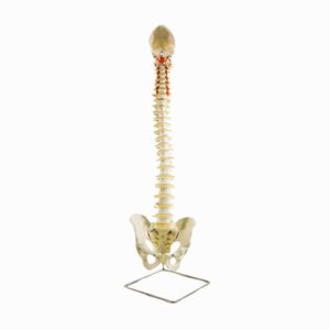 FLEXIBLE SPINE MODEL, CLASSIC