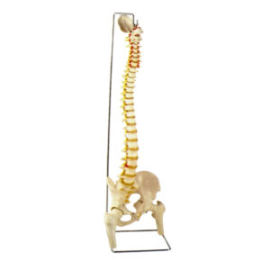 FLEXIBLE SPINE MODEL WITH FEMUR HEADS, CLASSIC