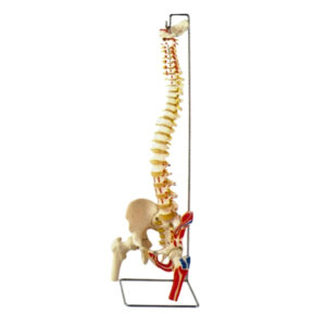 FLEXIBLE SPINE MODEL WITH FEMUR HEADS, CLASSIC, PAINTED MUSCLES