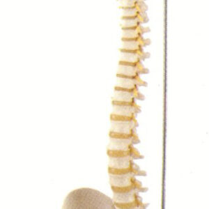 FLEXIBLE SPINE MODEL WITH FEMUR HEADS, DELUXE