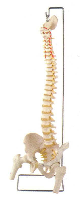 FLEXIBLE SPINE MODEL WITH FEMUR HEADS, DELUXE