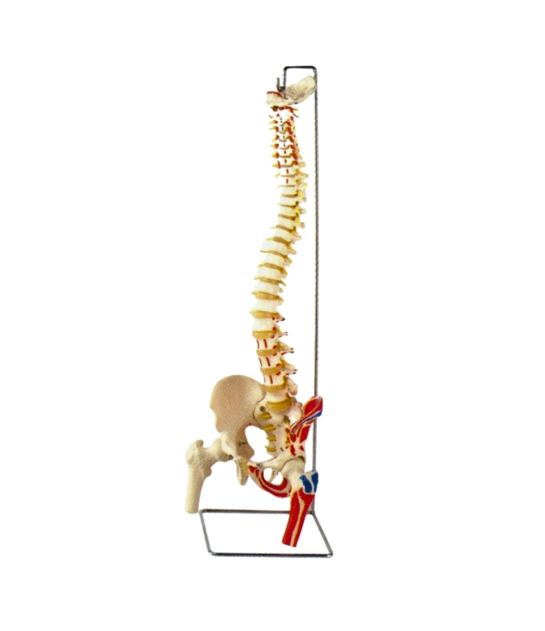 FLEXIBLE SPINE MODEL WITH FEMUR HEADS, DELUXE, PAINTED MUSCLES