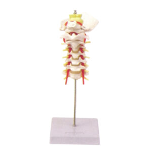 CERVICAL SPINAL COLUMN