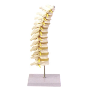 THORACIC SPINAL COLUMN