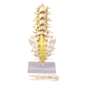 LUMBAR SPINAL COLUMN