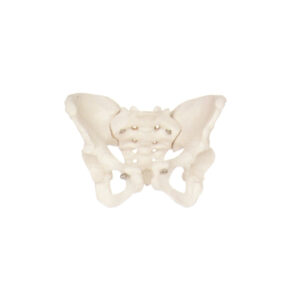 PELVIC SKELETON, FEMALE
