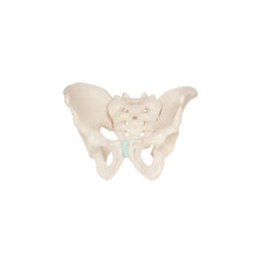 FEMALE PELVIS, 3 PART