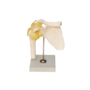 FUNCTIONAL SHOULDER JOINT