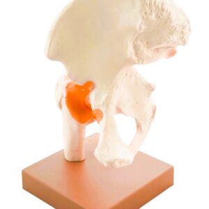 FUNCTIONAL HIP JOINT