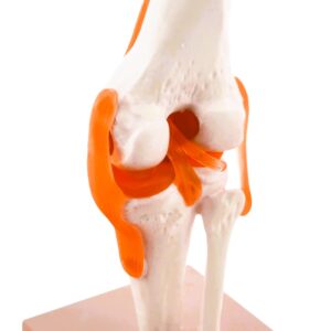 FUNCTIONAL KNEE JOINT