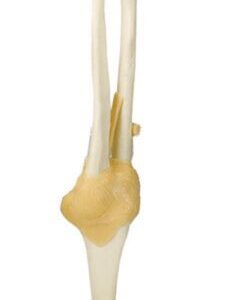 FUNCTIONAL ELBOW JOINT