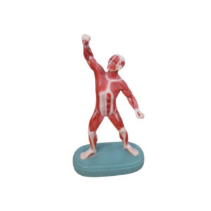 AESICOTM HUMAN LIFE SIZE ¼ MUSCULAR FIGURE