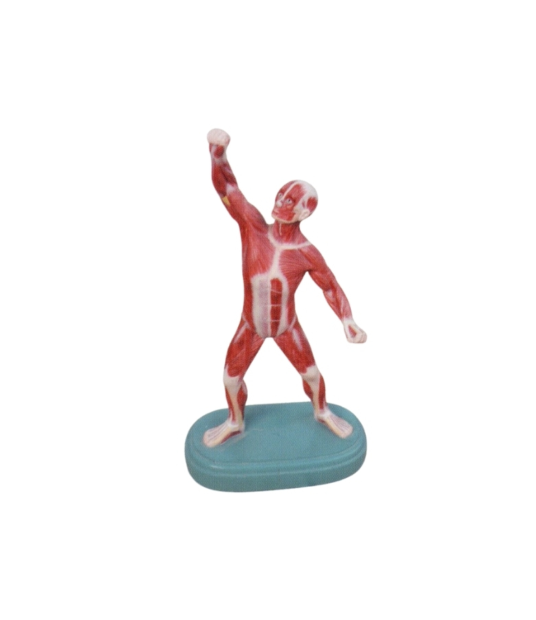AESICOTM HUMAN LIFE SIZE ¼ MUSCULAR FIGURE