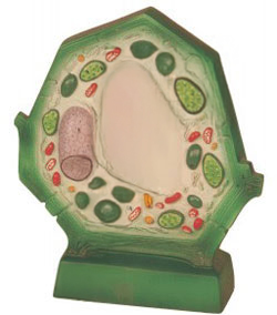 PLANT CELL
