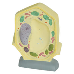 PLANT CELL
