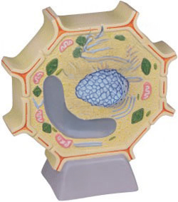 PLANT CELL